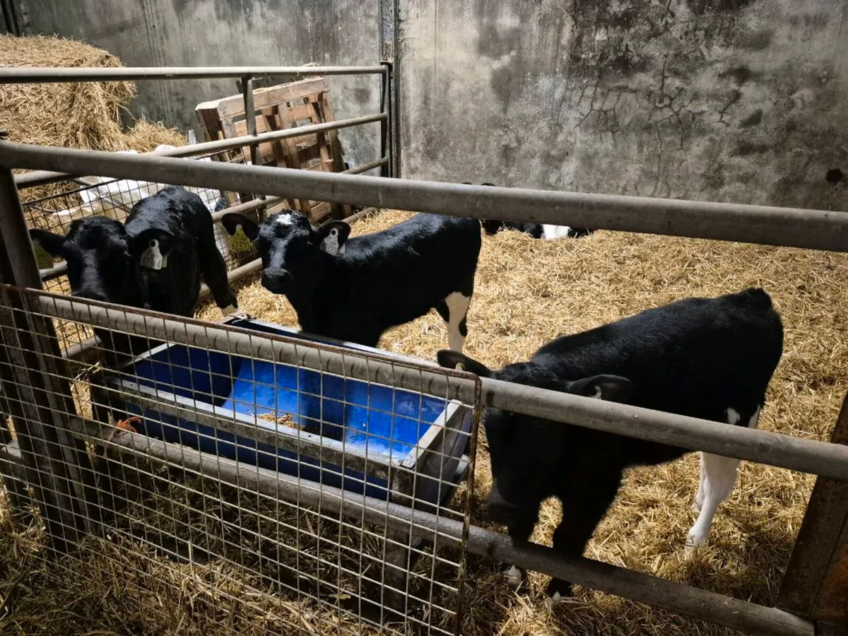 6 Friesian Calves - Image 4