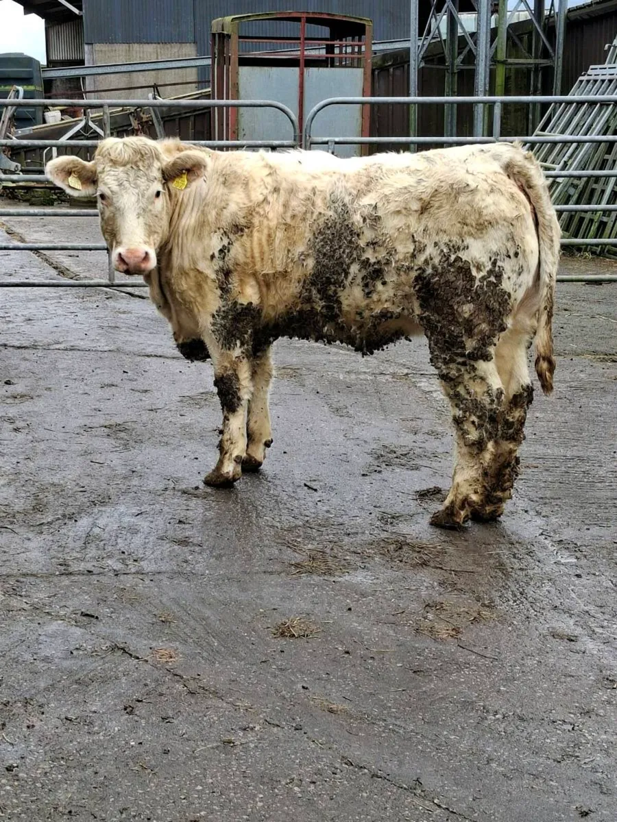 TWO 5 STAR P.B.R CHAROLAIS MAIDEN HFS - Image 1