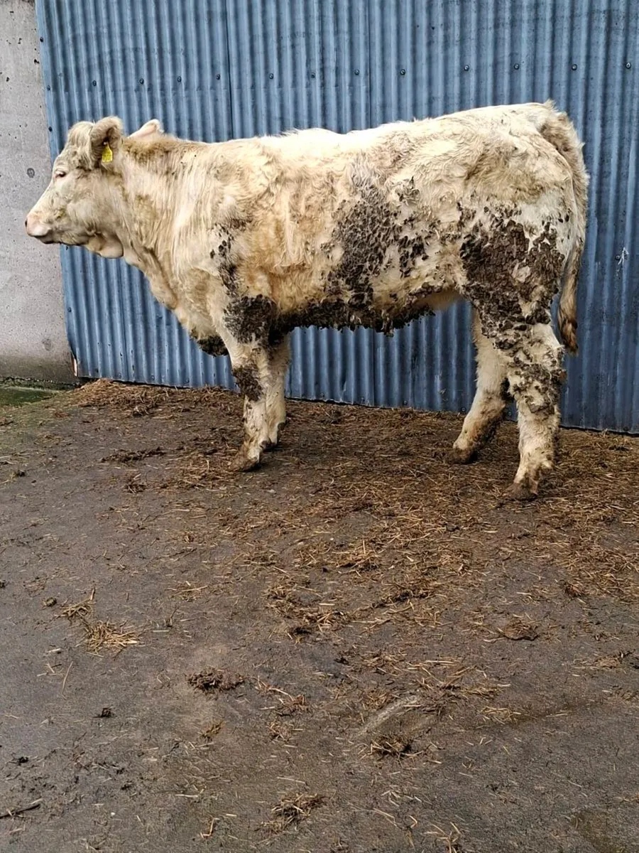 TWO 5 STAR P.B.R CHAROLAIS MAIDEN HFS - Image 2