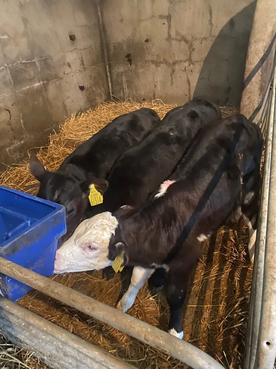 Hereford  bull calves  for sale - Image 1