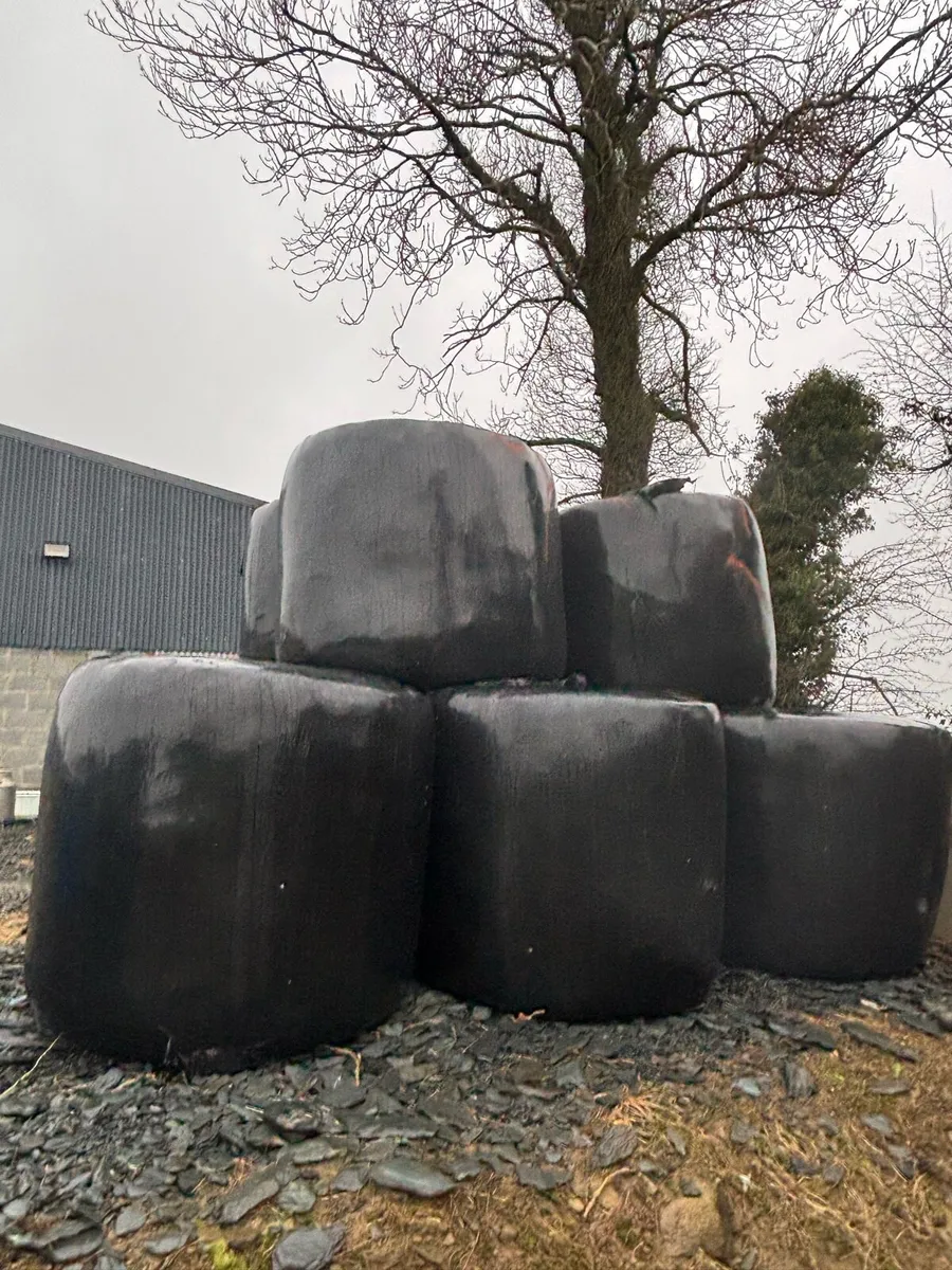 40 bales silage - Image 1