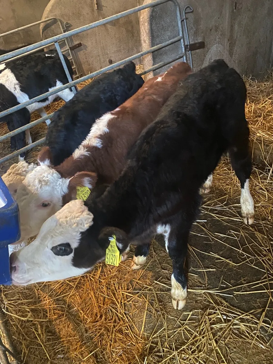 Hereford  bull calves  for sale - Image 2