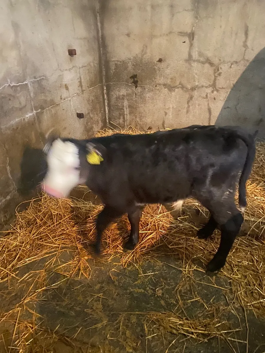 Hereford  bull calves  for sale - Image 3