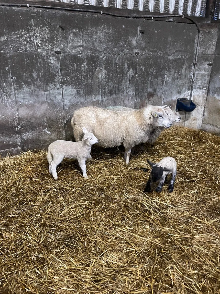 Ewes and lambs and inlamb ewes - Image 1