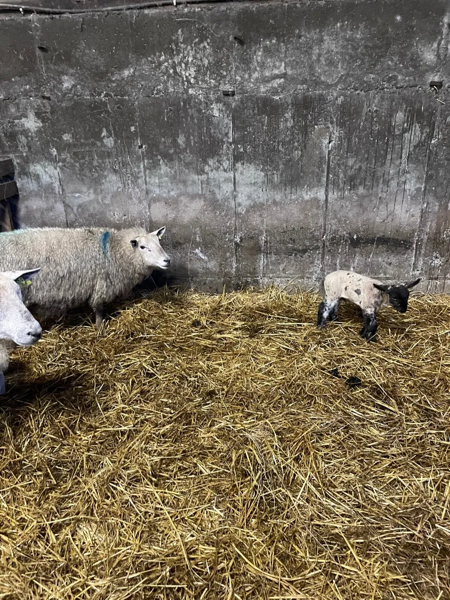 Ewes and lambs and inlamb ewes - Image 2