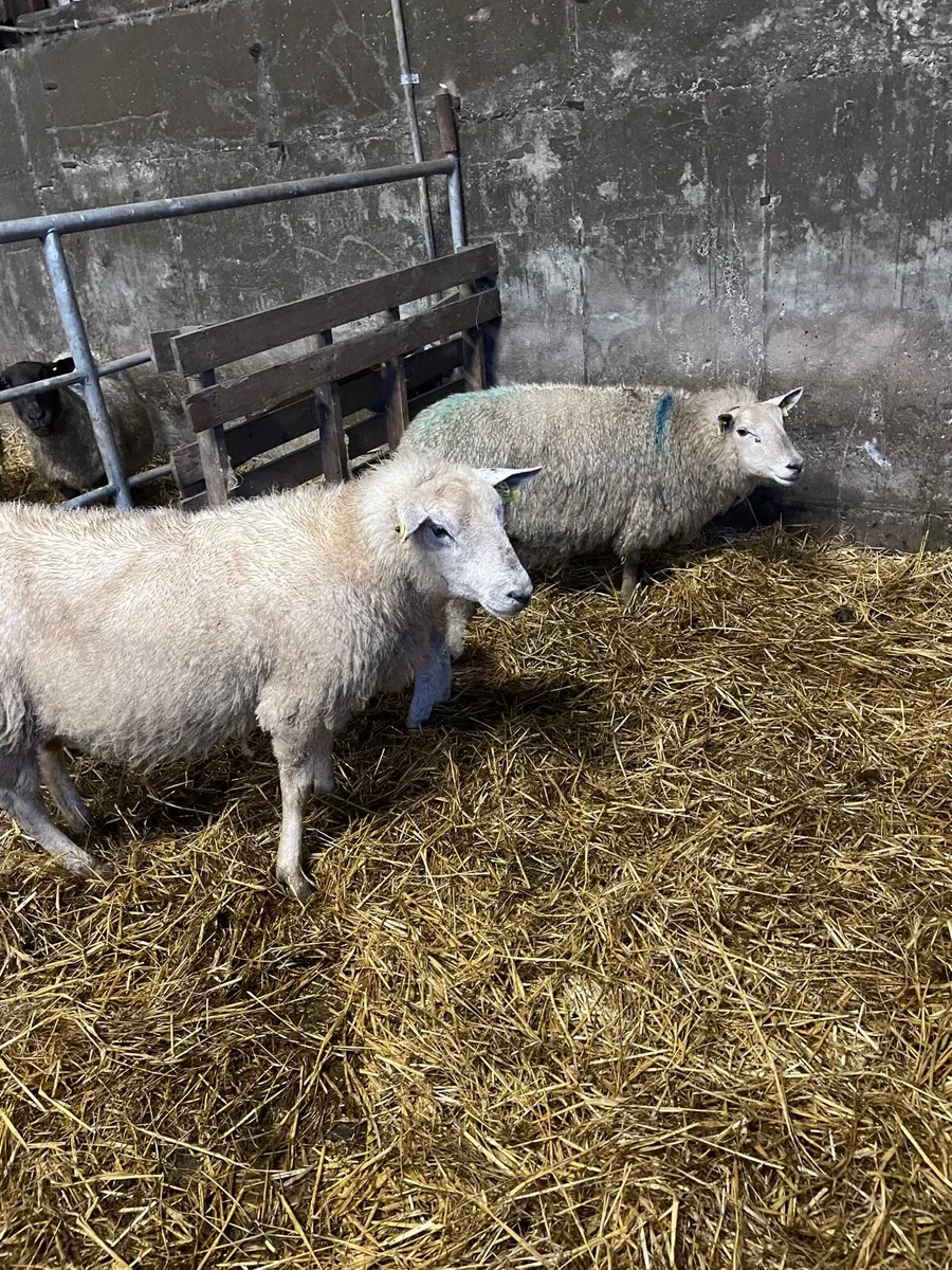 Ewes and lambs and inlamb ewes - Image 3