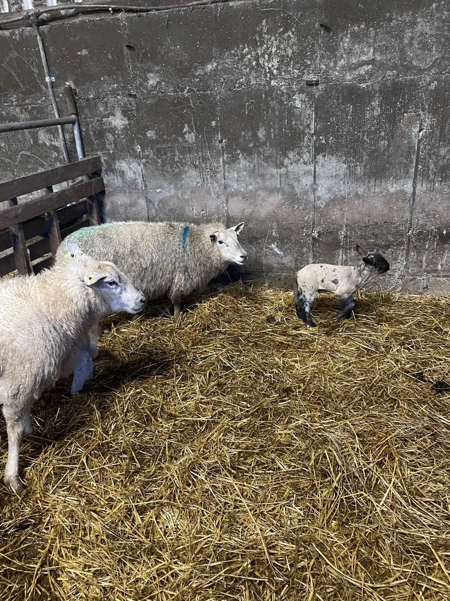 Ewes and lambs and inlamb ewes - Image 4