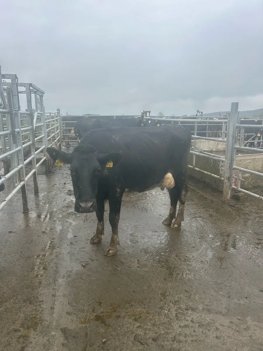 Calved cows for sale - Image 1