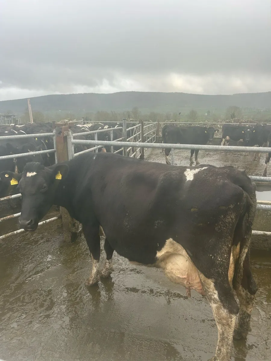 Calved cows for sale - Image 2