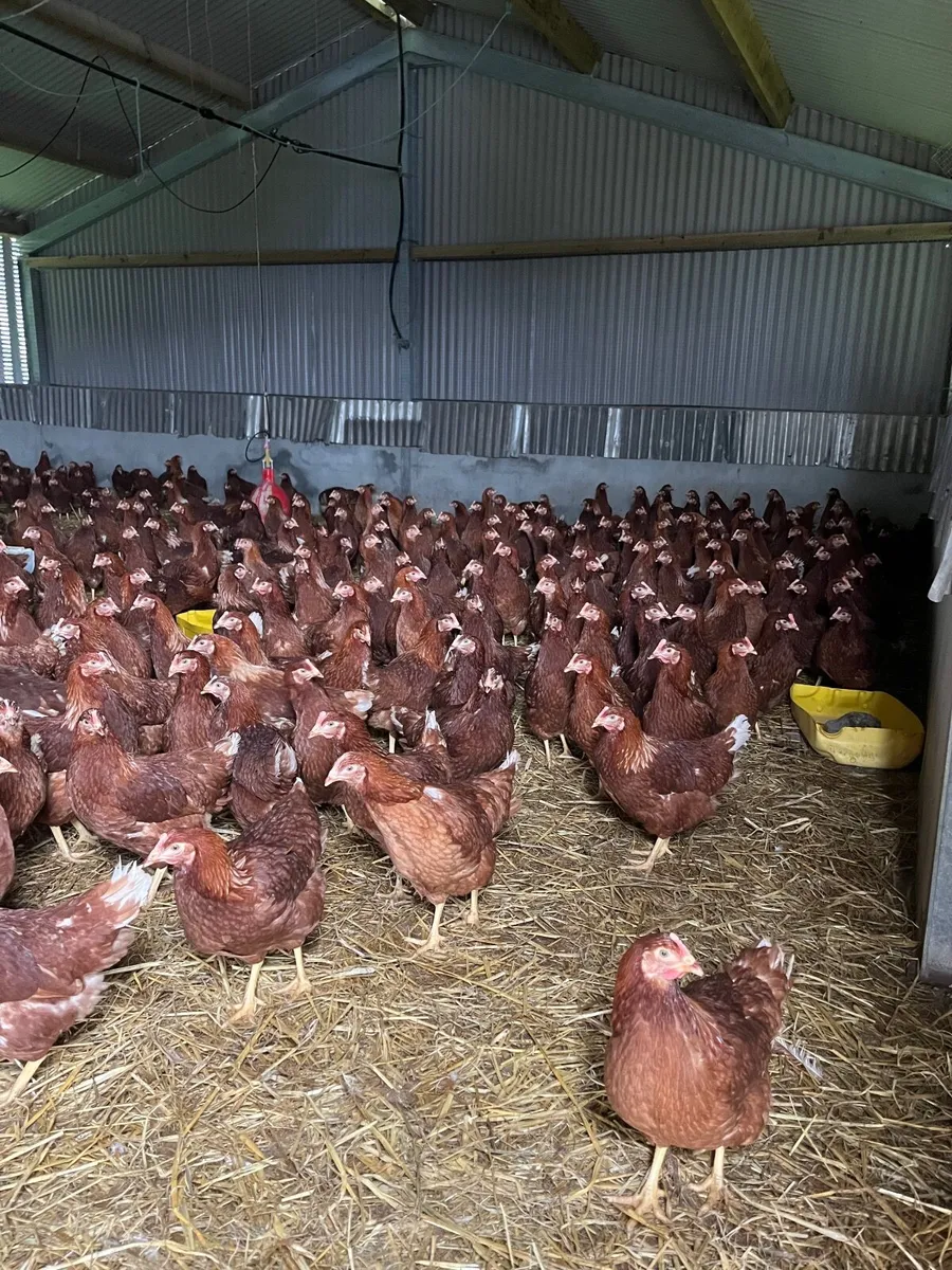 Delivering to Mayo Friday 13th March - Image 3