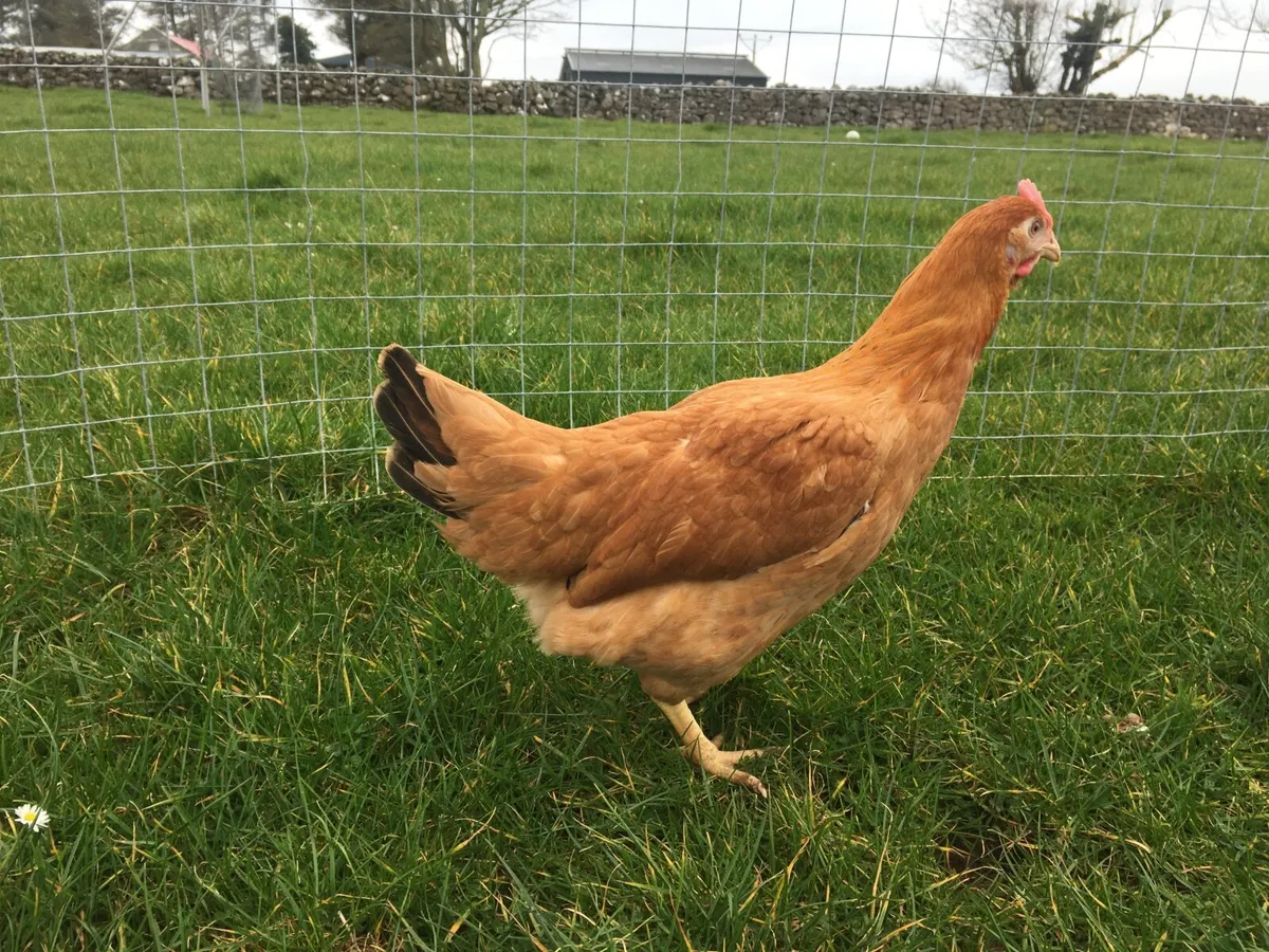 Delivering to Mayo Friday 13th March - Image 4