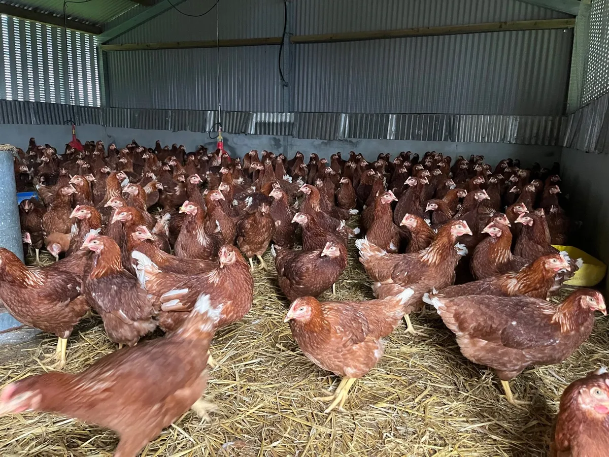 Delivering to Ennis Saturday 14th march - Image 2