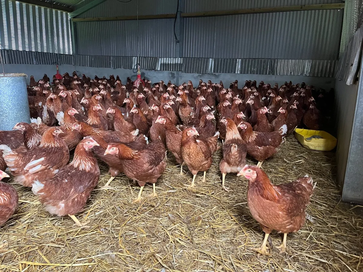 Delivering to Ennis Saturday 14th march - Image 3