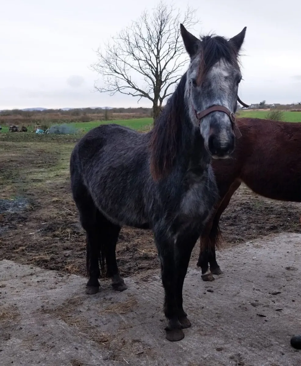 Connemara Mare - Image 1
