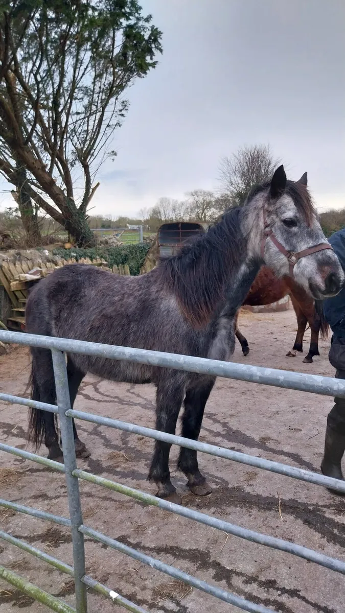 Connemara Mare - Image 2