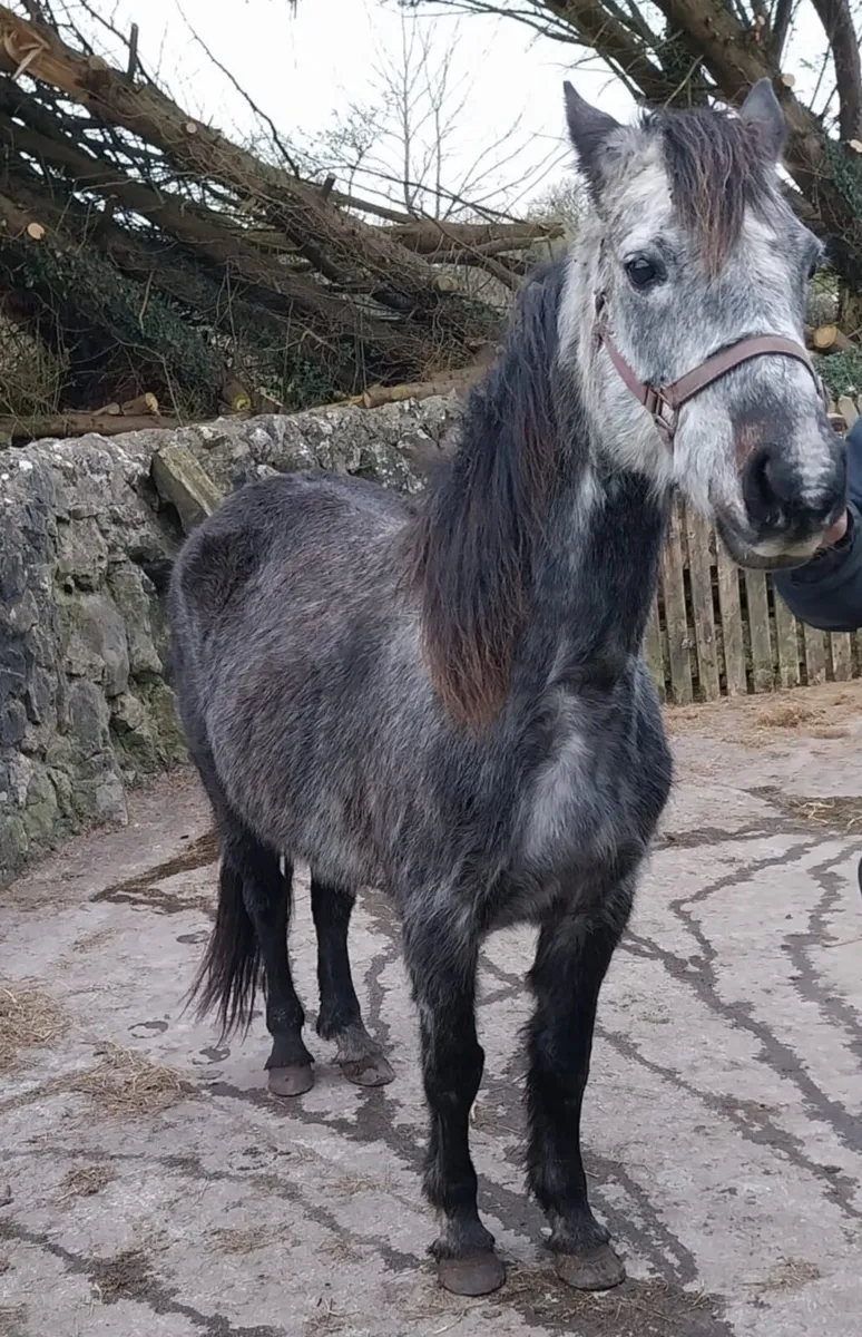 Connemara Mare - Image 3