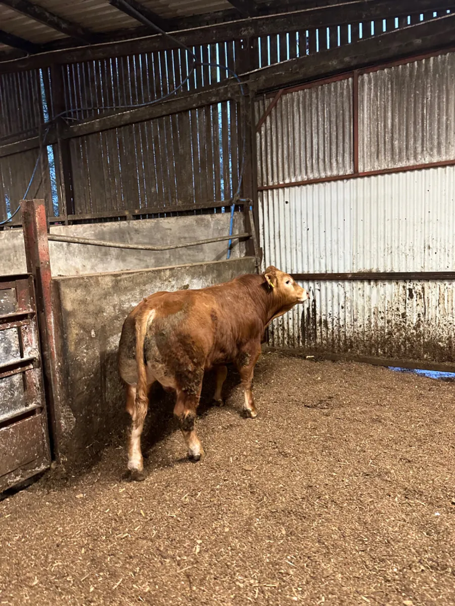 PBNR Lim Bull - Image 4