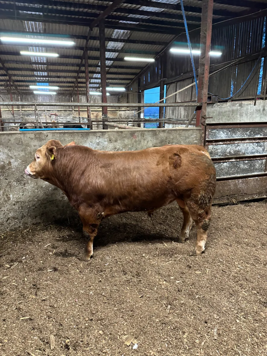 PBNR Lim Bull - Image 3