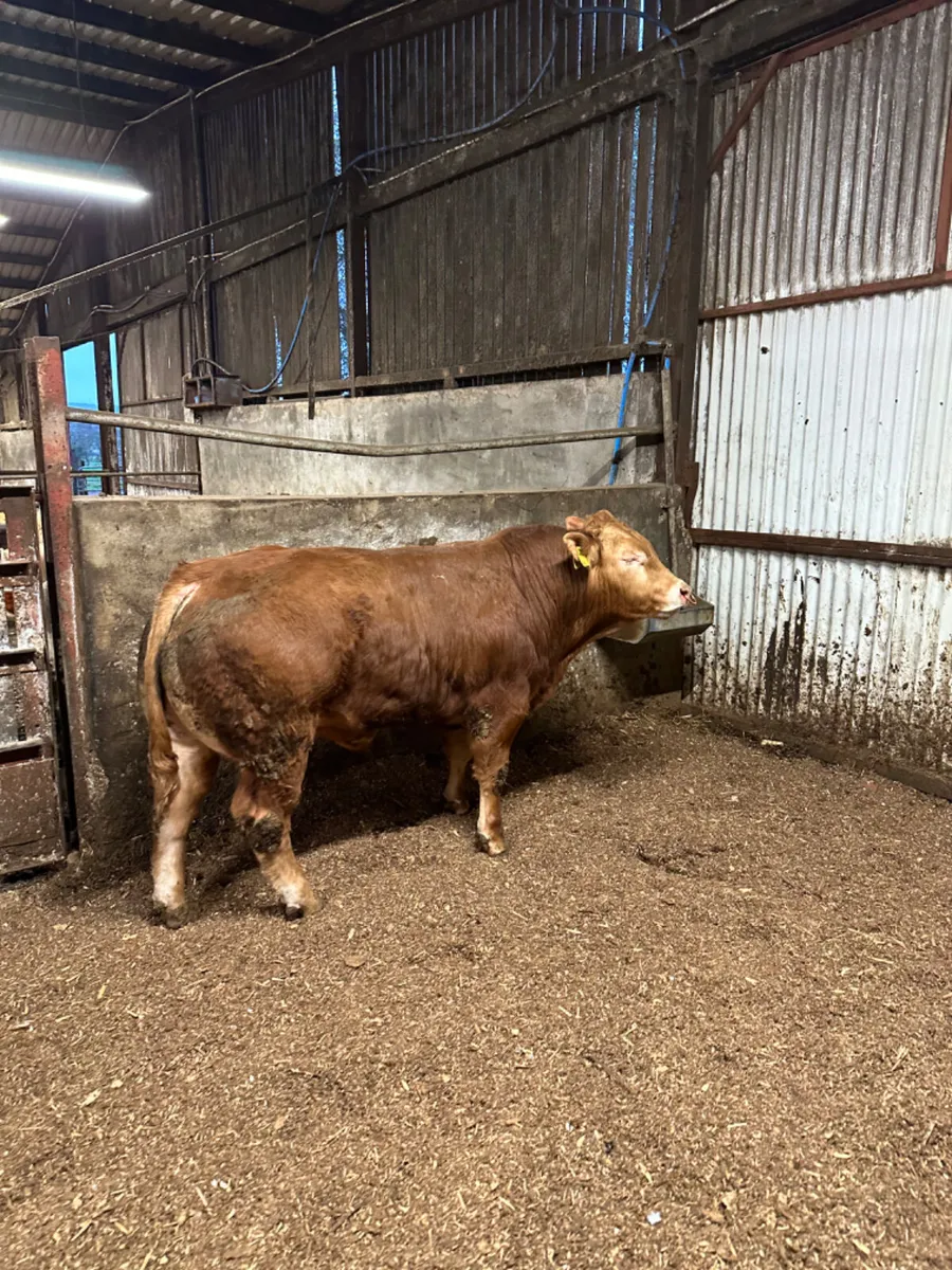 PBNR Lim Bull - Image 2