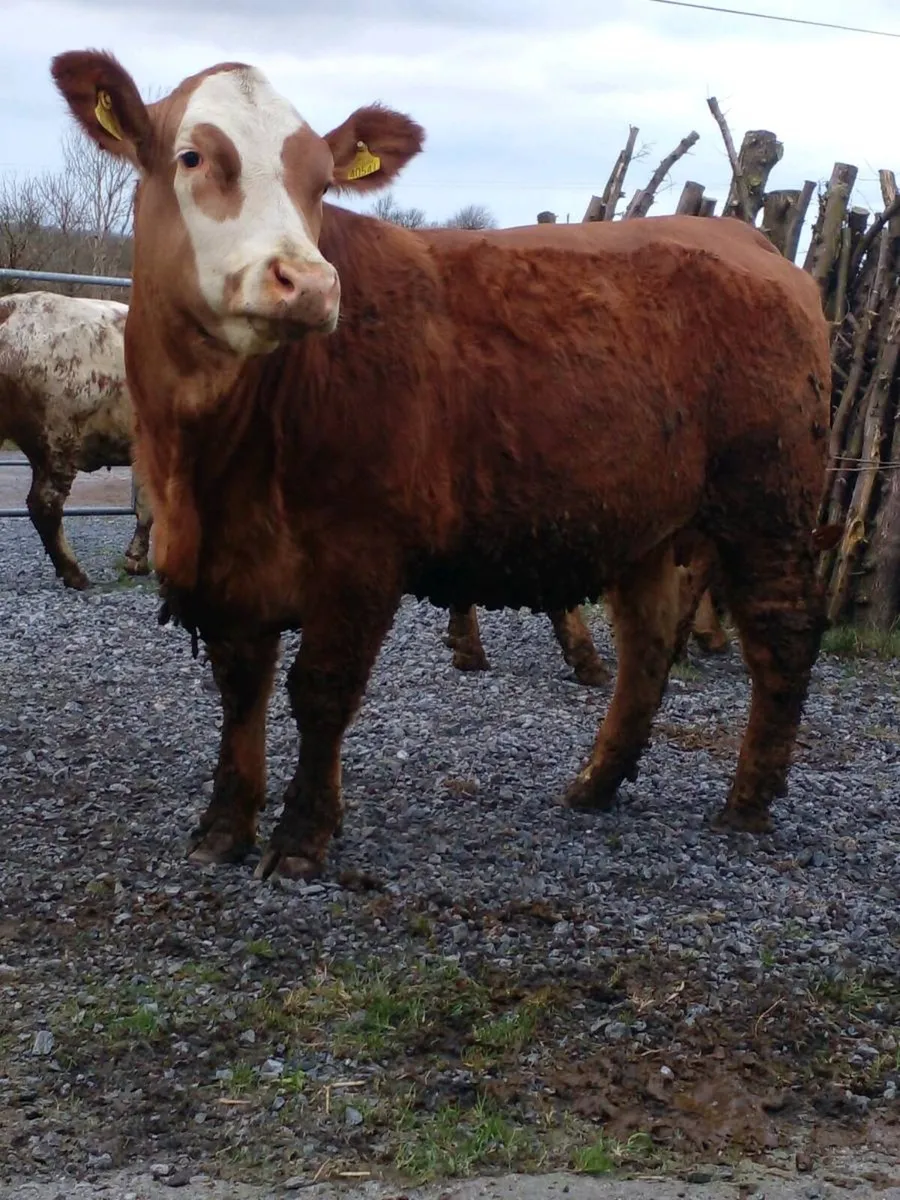 Top Quality Springing Heifers - Image 1