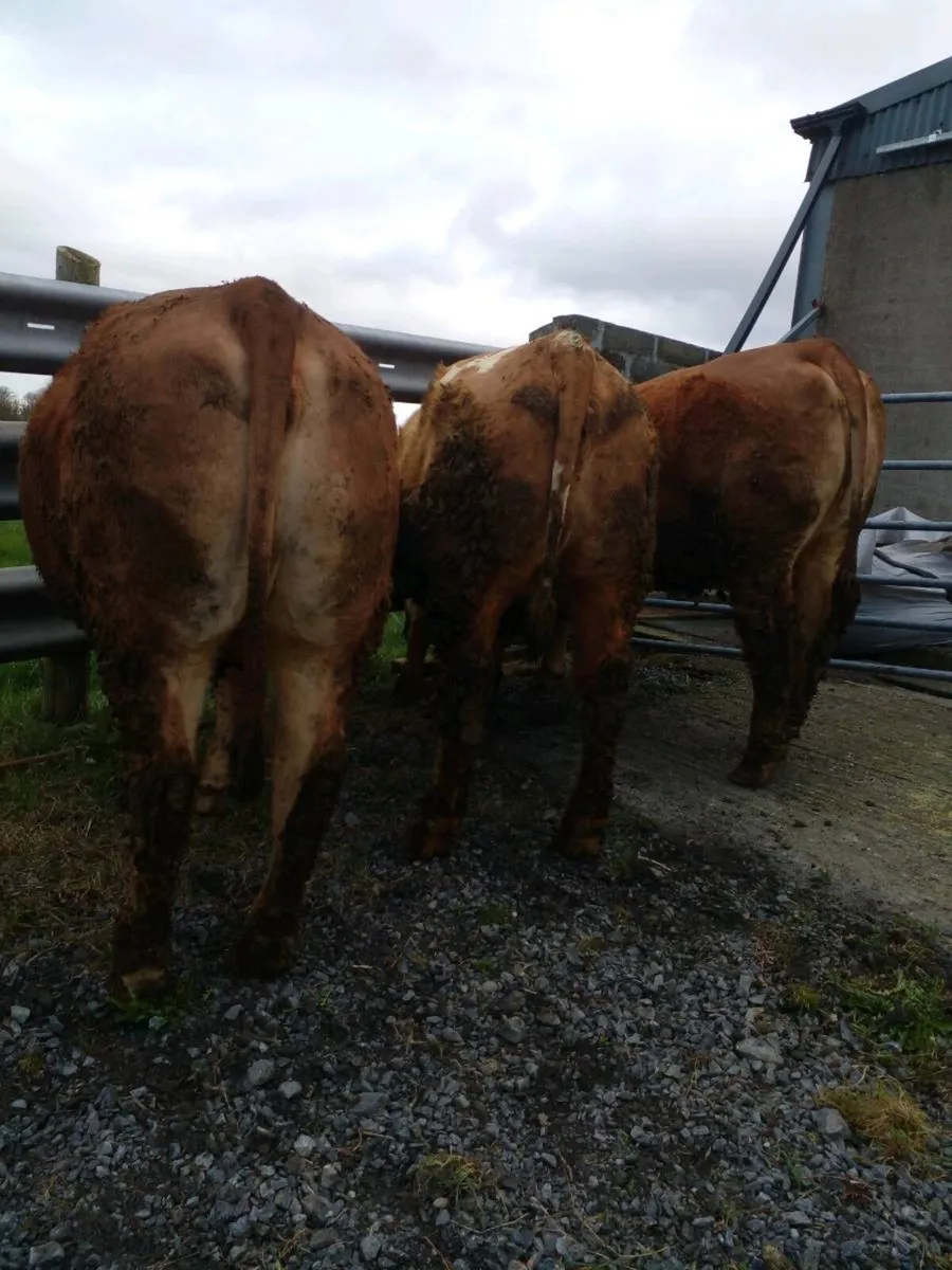 Top Quality Springing Heifers - Image 3