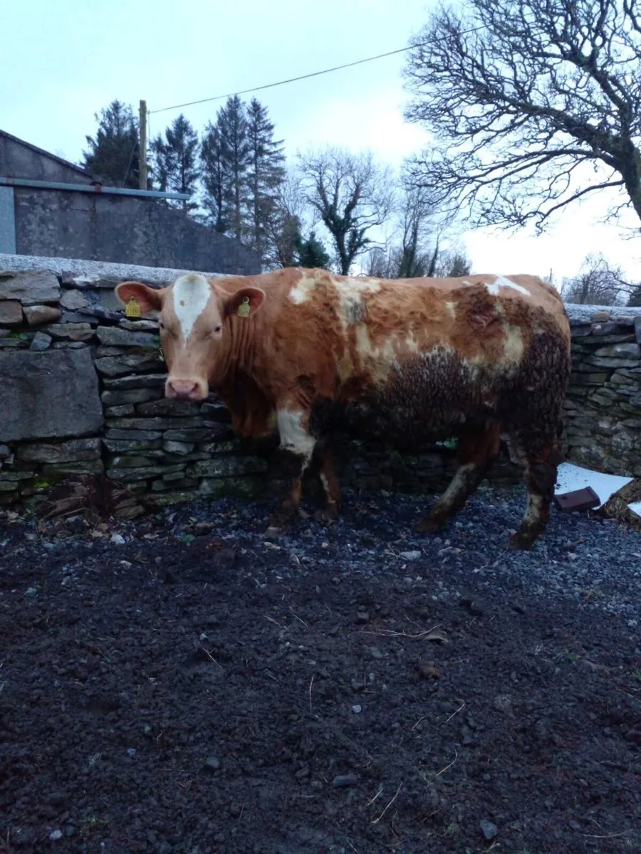 Top Quality Springing Heifers - Image 4