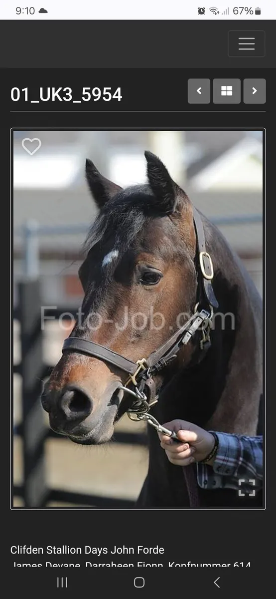 *CLASS 1 CONNEMARA* stallion  at stud - Image 4