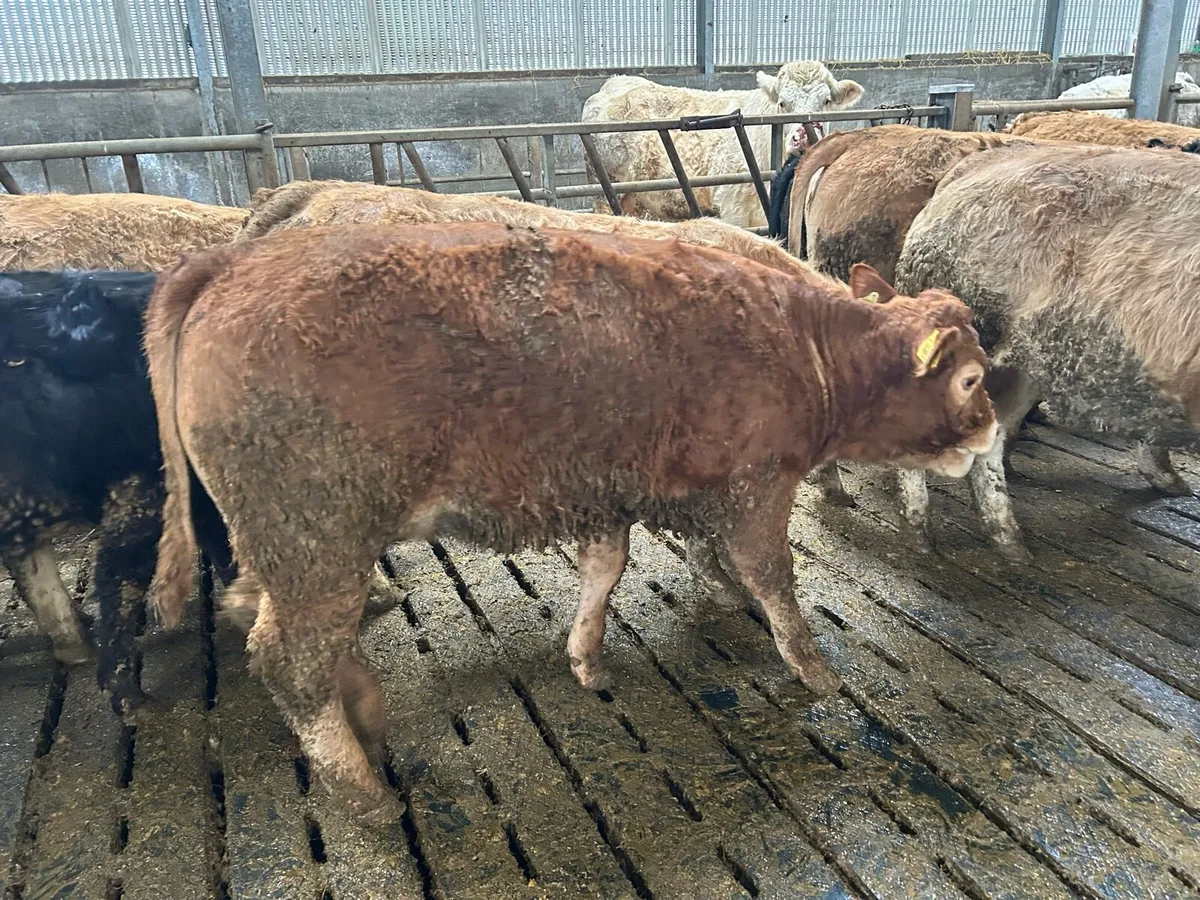 Super Quality Weanlings For Sale - Image 2