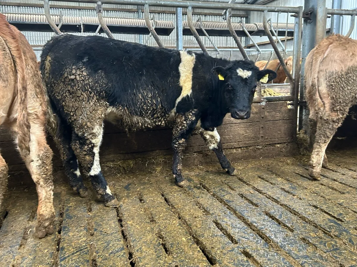 Super Quality Weanlings For Sale - Image 3