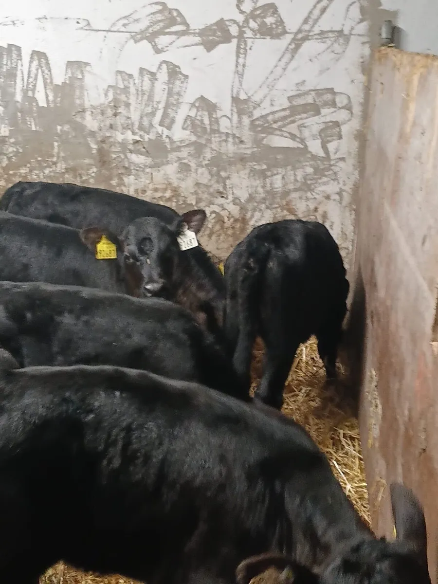 Angus Heifer Calves - Image 2