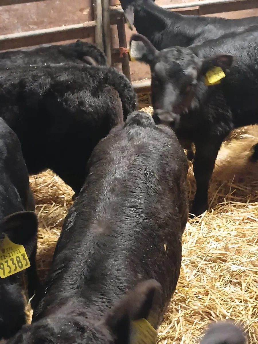 Angus Heifer Calves - Image 3