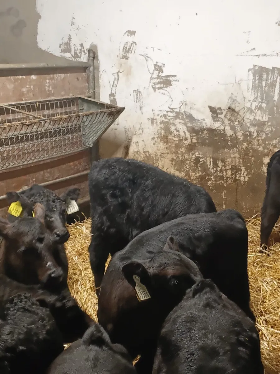 Angus Heifer Calves - Image 4