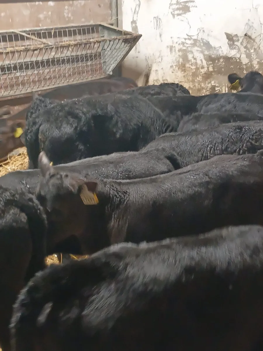 Angus Heifer Calves - Image 1