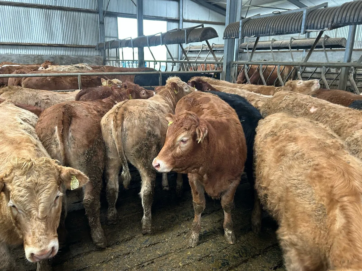 Super Quality Weanlings For Sale - Image 4