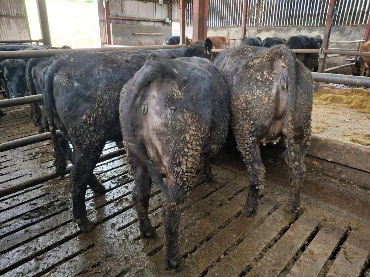 Springing Heifers - Image 2