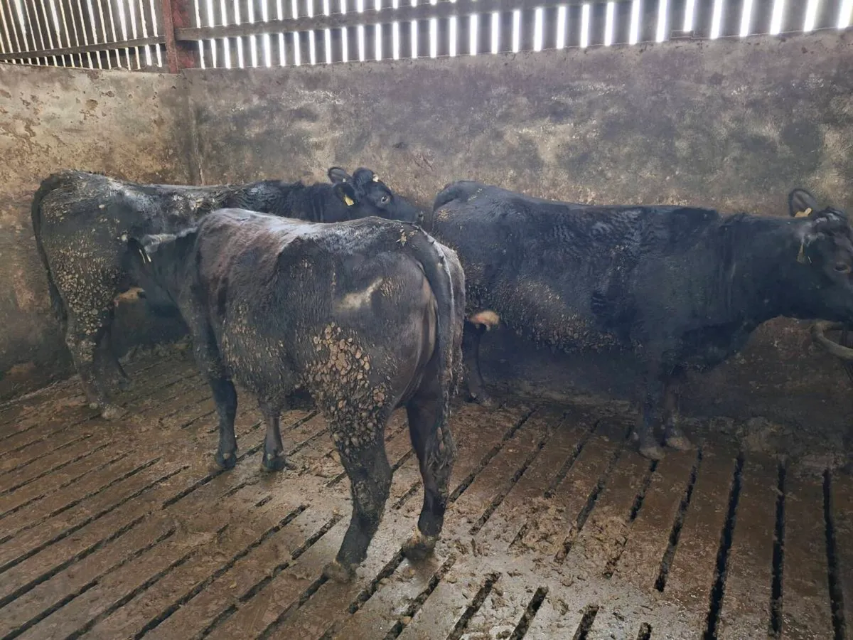 Springing Heifers - Image 3