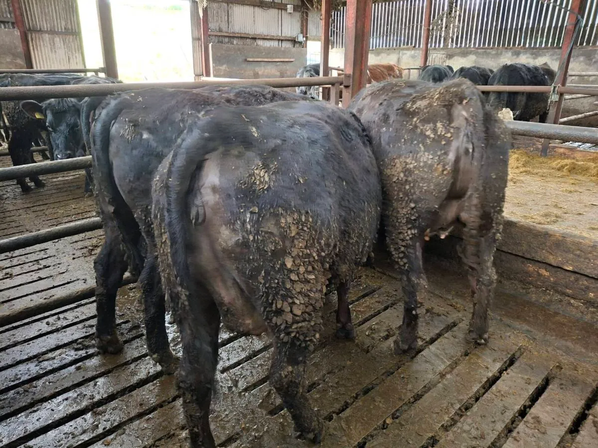 Springing Heifers - Image 1