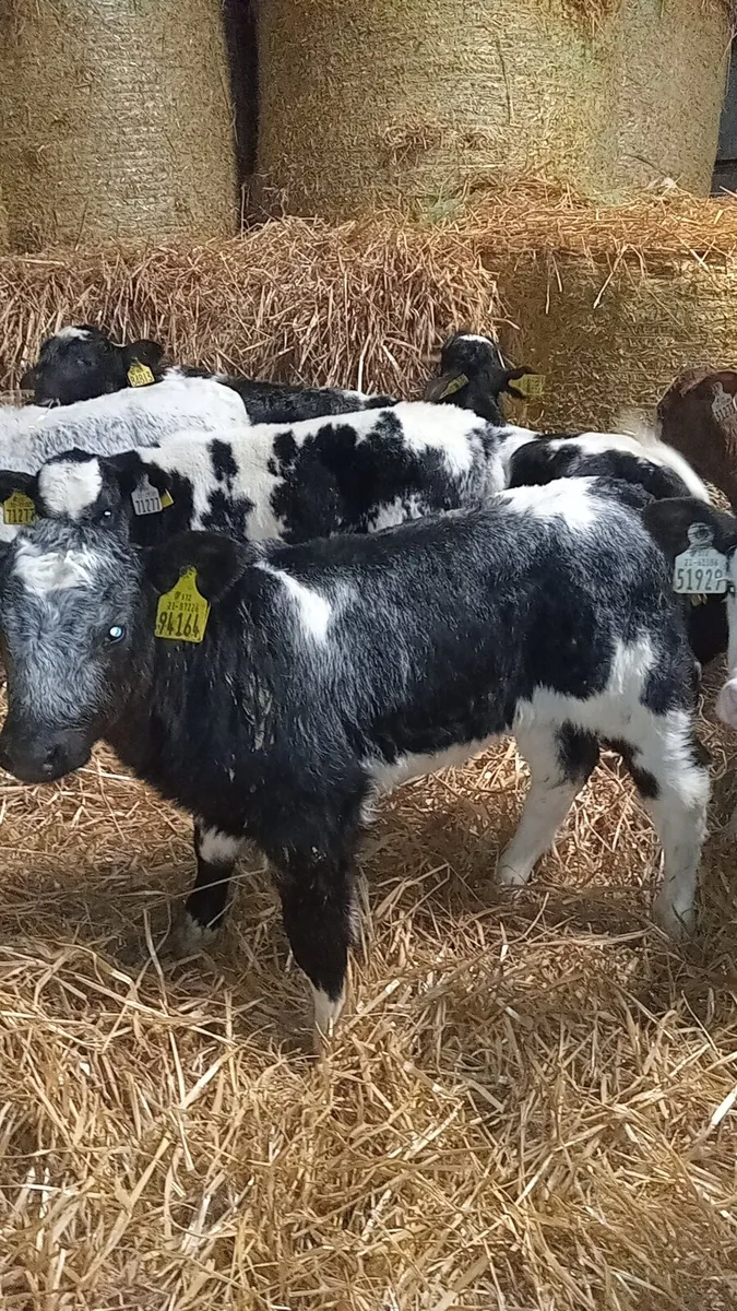 12 super smashing continental calves - Image 1