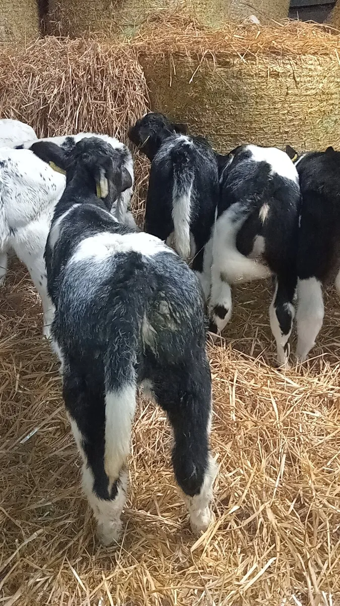 12 super smashing continental calves - Image 4