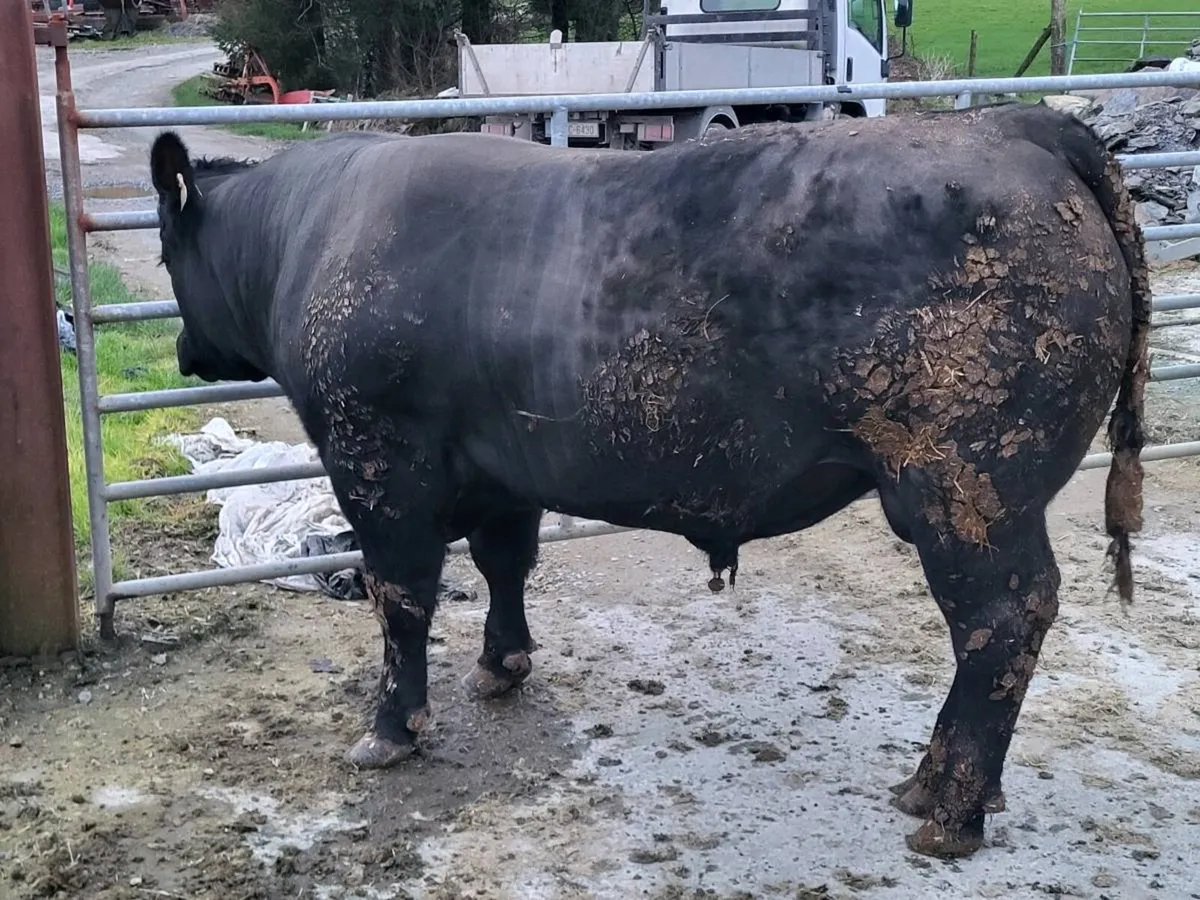 Aberdeen Angus Bull - Image 1