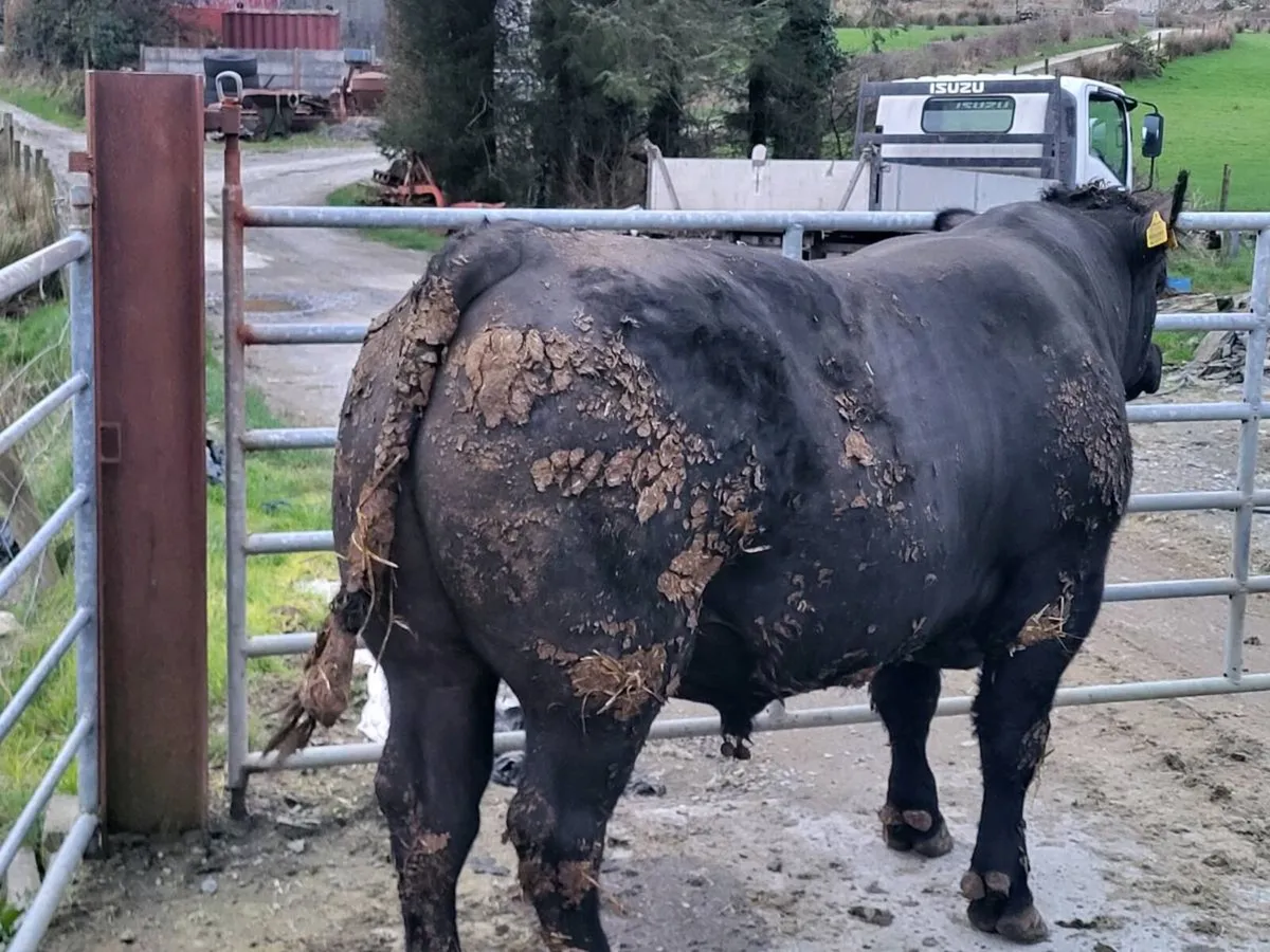 Aberdeen Angus Bull - Image 3