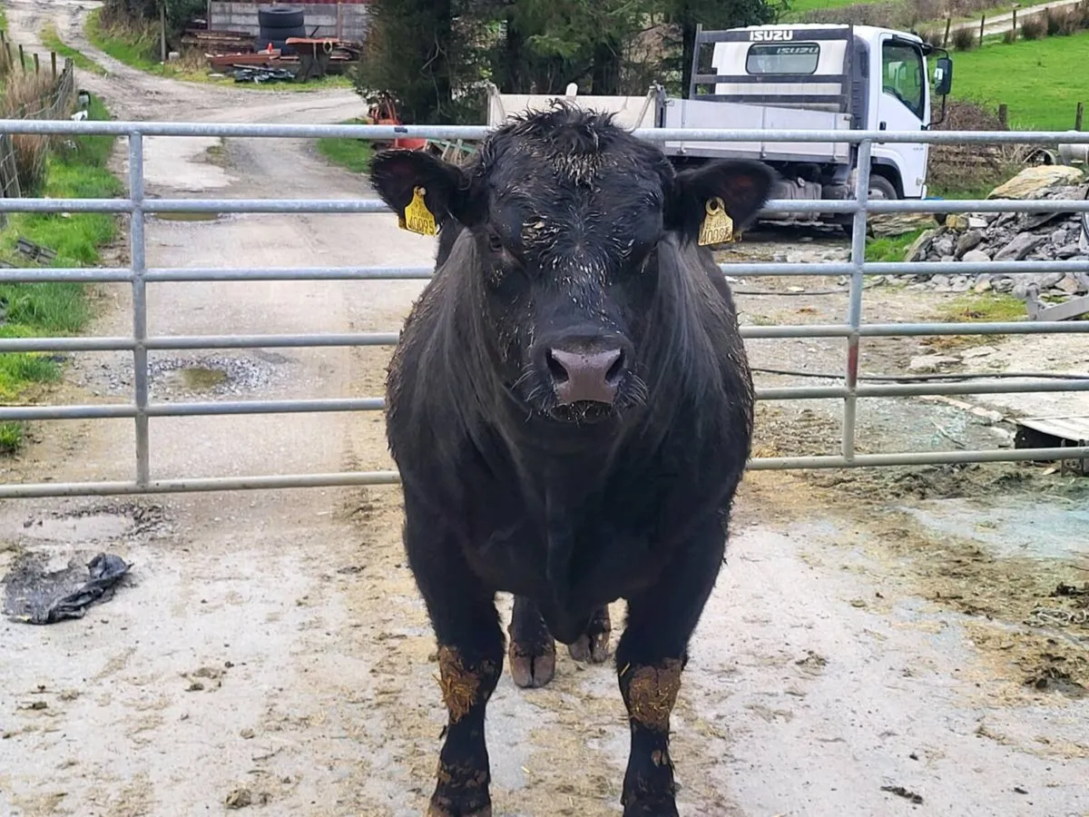 Aberdeen Angus Bull - Image 4