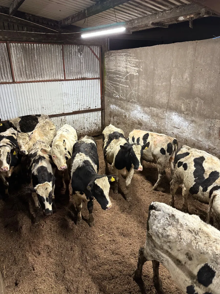 Friesian bulls - Image 3