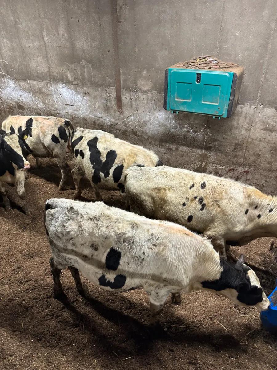 Friesian bulls - Image 2