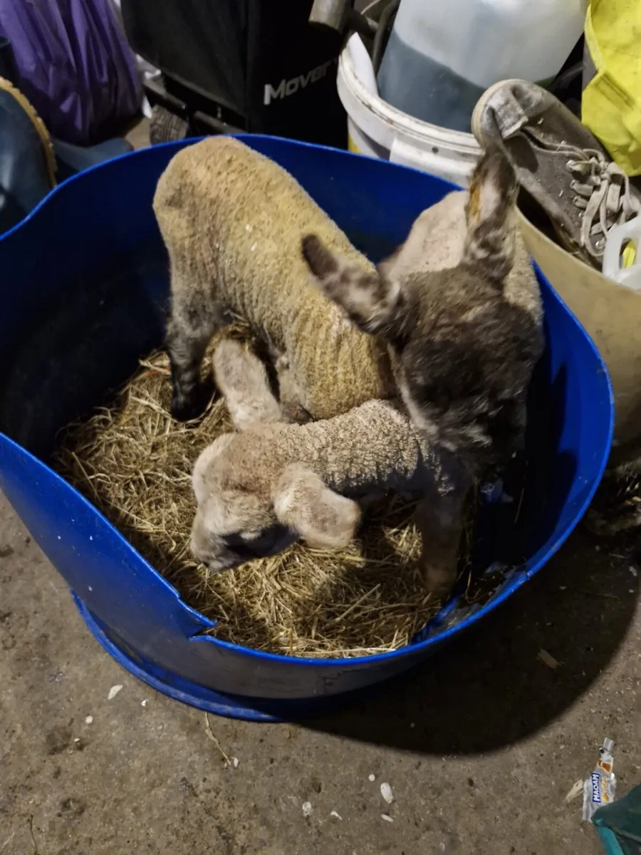 Foster/Pet Lambs - Image 2