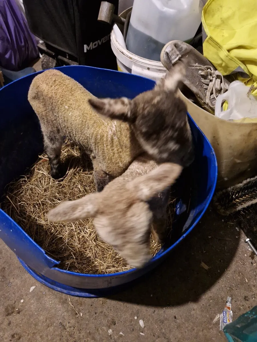 Foster/Pet Lambs - Image 3