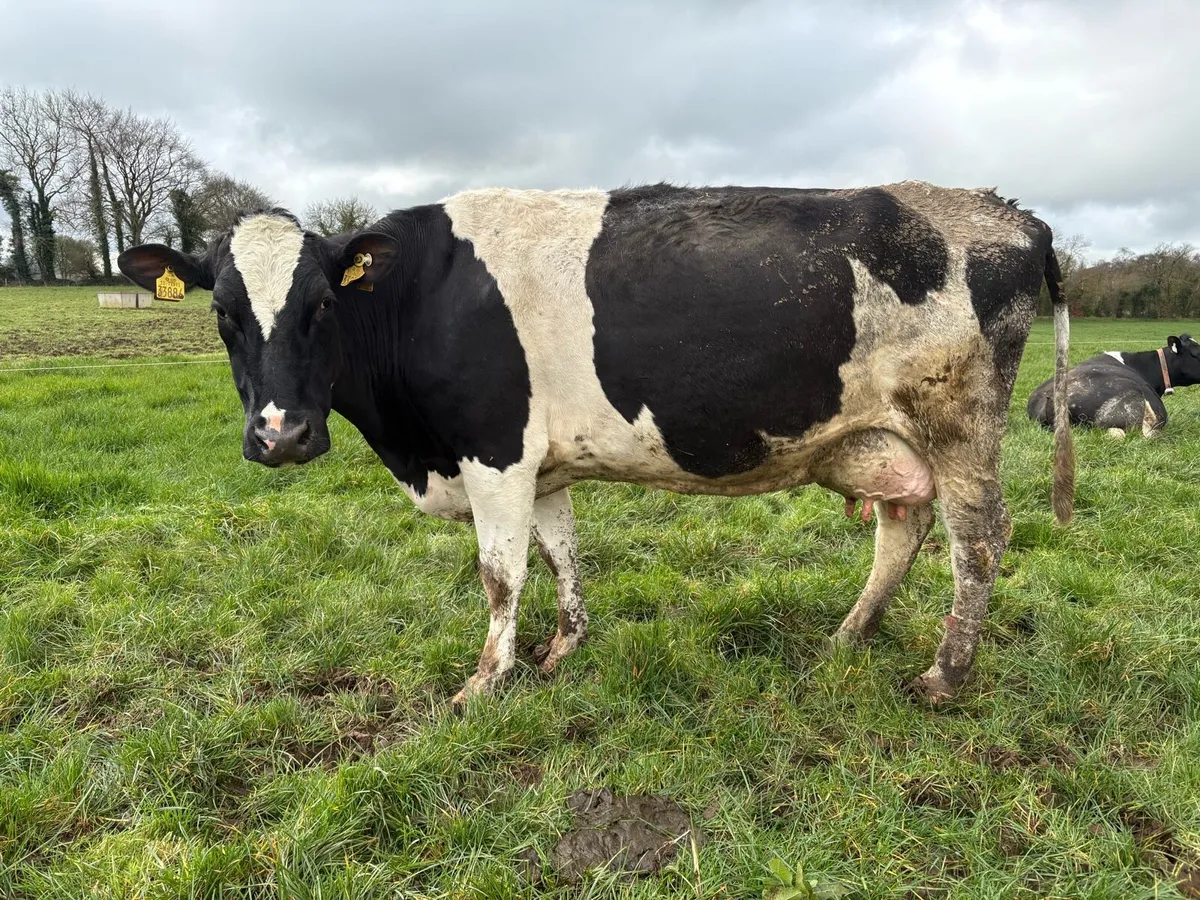 High SCC Cows For Calf Rearing - Image 1