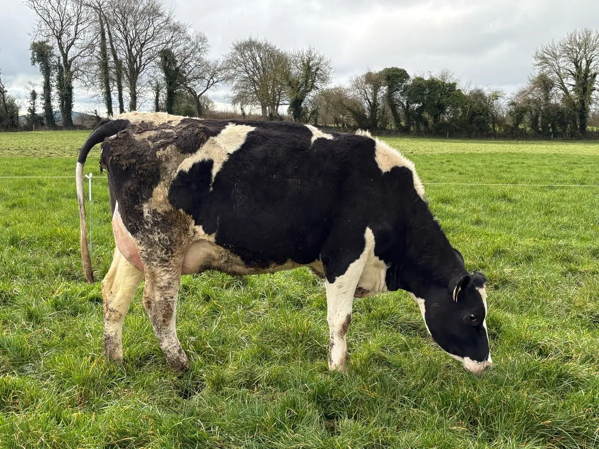 High SCC Cows For Calf Rearing - Image 2