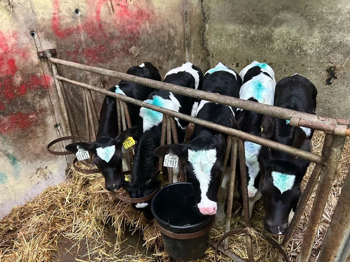 Friesian Heifers - Image 2