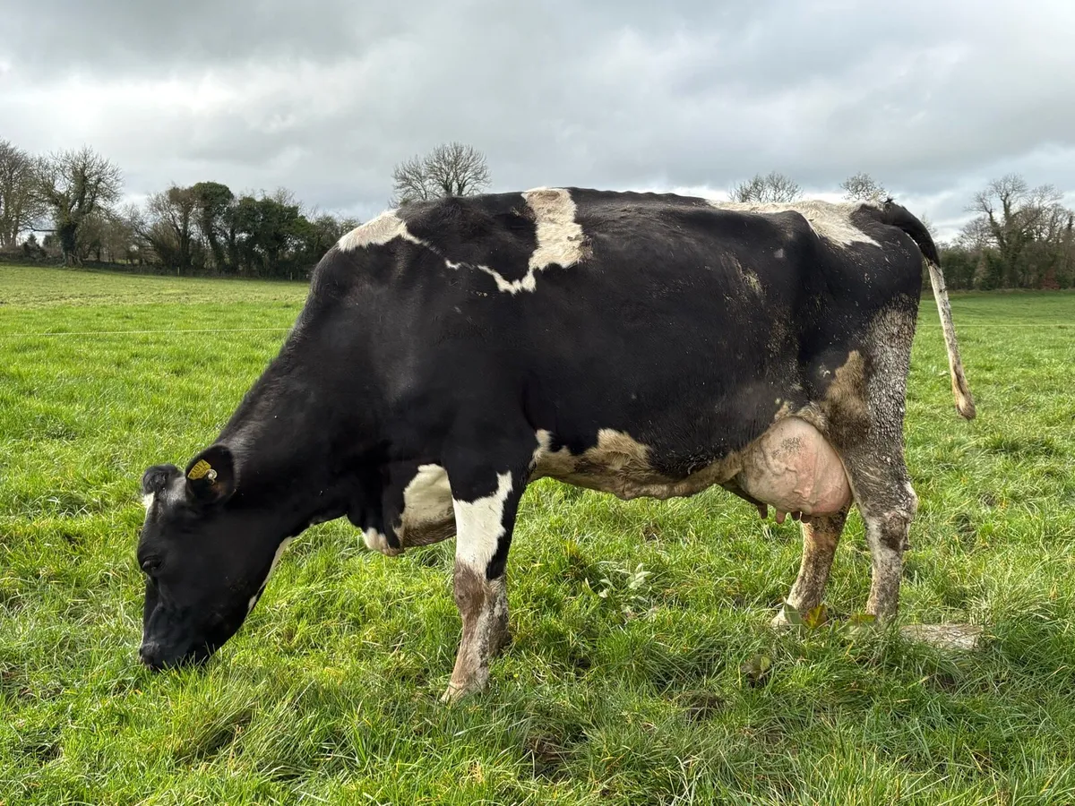 High SCC Cows For Calf Rearing - Image 3